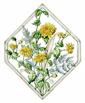 Japonica: A spray of Kerria Japonica