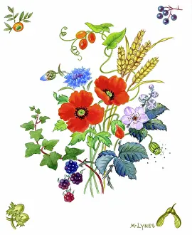Blackberries: Spray of poppies, cornflowers, wheat etc