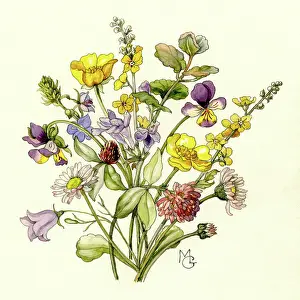Buttercups: Spray of wild flowers