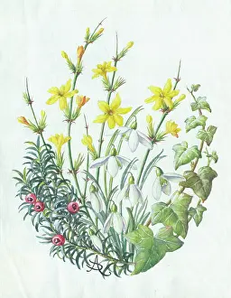 Jessamine: Spray of yew, snowdrops, jessamine and ivy