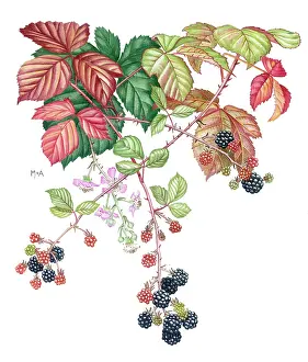 Blackberry: Sprays of blackberry in flower and fruit