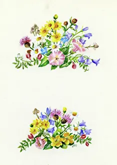 Convolvulus: Two sprays of summer flowers