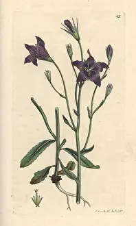 Patula: Spreading bellflower, Campanula patula