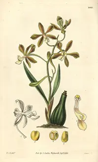 Patens: Spreading-flowered encyclia orchid, Encyclia patens