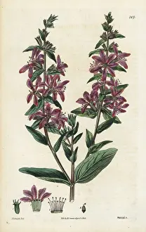 Lythrum: Spreading loosestrife, Lythrum diffusum