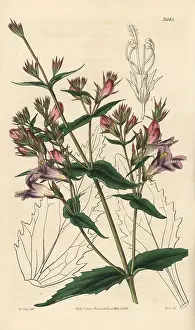 Penstemon: Spreading penstemon, Pentstemon diffusum