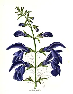 Patens: Spreading sage, Salvia patens