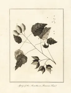 Stedman: Sprig of the anchiote tree, Bixa orellana