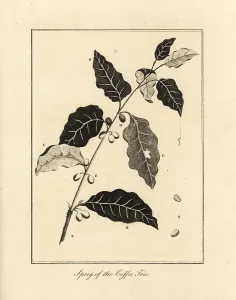 Stedman: Sprig of the coffee tree, Coffea arabica