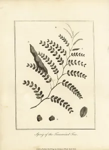 Stedman: Sprig of the tamarind tree, Tamarindus indica