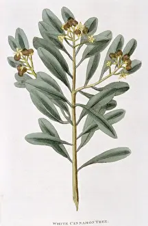 Displayed: Sprig of White Cinnamon: Canella alba.The dried