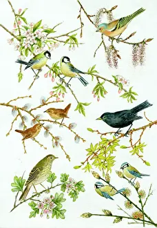 Wrens: Spring Birds