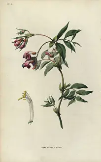 Vernus: Spring bittervetch, Lathyrus vernus