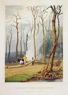 Girdled: Spring--Burning fallen trees in a girdled clearing--Western