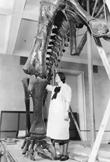 Need: Spring cleaning at the Museum of Natural History, 1926