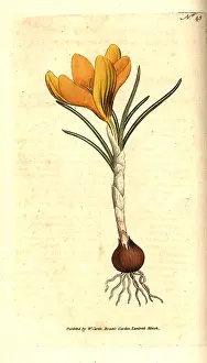 Vernus: Spring crocus, Crocus vernus
