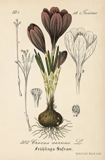 Vernus: Spring crocus, Crocus vernus