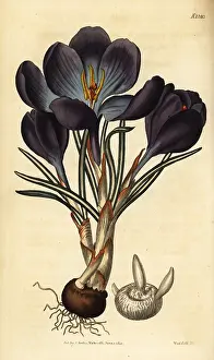 Vernus: Spring crocus, Crocus vernus