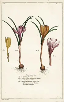 Filius: Spring crocus, Crocus vernus