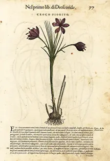 Mattioli: Spring crocus, Crocus vernus