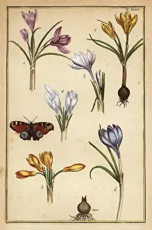 Corrigee: Spring crocus and European peacock butterfly
