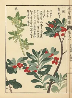 Color Printed: Spring daphne, Daphne pseudo-mezereum