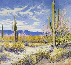 Cacti: Spring in the Desert