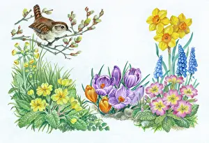 Cowslips: Spring design with Wren on Pussy Willow etc