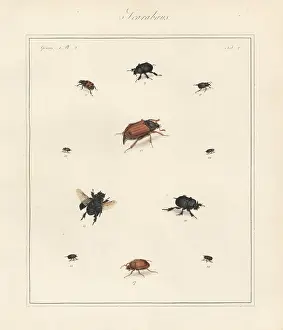 The English Entomologist: Spring dumbledor, bee beetle, cockchafer maybeetle, etc