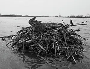 Hares: Spring flood