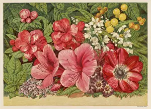 Mimosa: Spring Flowers 1866