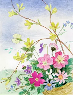 Jessamine: Spring flowers