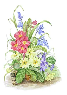 Violas: Spring Flowers