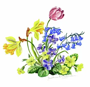 Ockenden: Spring Flowers