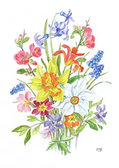 Primulas: Spring Flowers