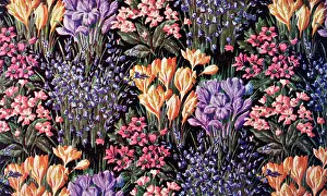Crocuses: Spring flowers