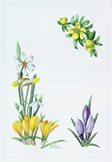Aconite: Spring Flowers ? aconite, crocuses etc