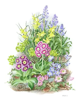 Primulas: Spring Flowers - Bluebells, Jonquils etc