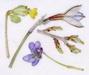 Helga Crouch: Spring flowers and buds