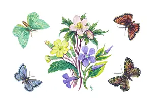 Windflower: Spring flowers and butterflies