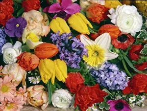Stevenson: Spring Flowers ' daffodils, tulips, etc