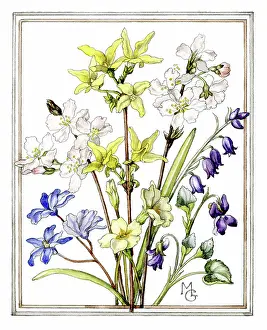 Forsythia: Spring Flowers in a frame