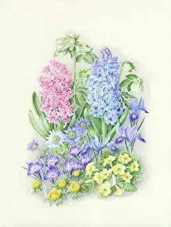 Primroses: Spring flowers including hyacinths and crocus