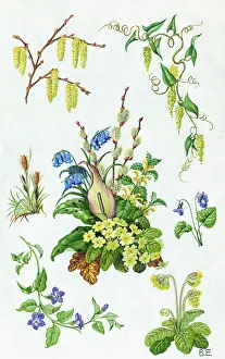 Cowslips: Spring Flowers including primroses, bluebells