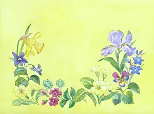 Primroses: Spring Flowers - Iris, Daffodil, Primroses etc
