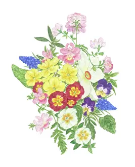 Pansy: Spring Flowers - Polyanthus, Narcissus etc