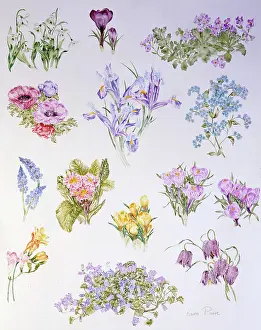 Forget: Spring Flowers ' Snowdrop, Crocus etc