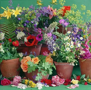 Millar: Spring flowers in terracotta pots