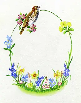 Primroses: Spring flowers and thrush