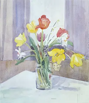 Narcissi: Spring Flowers ' tulips and narcissi